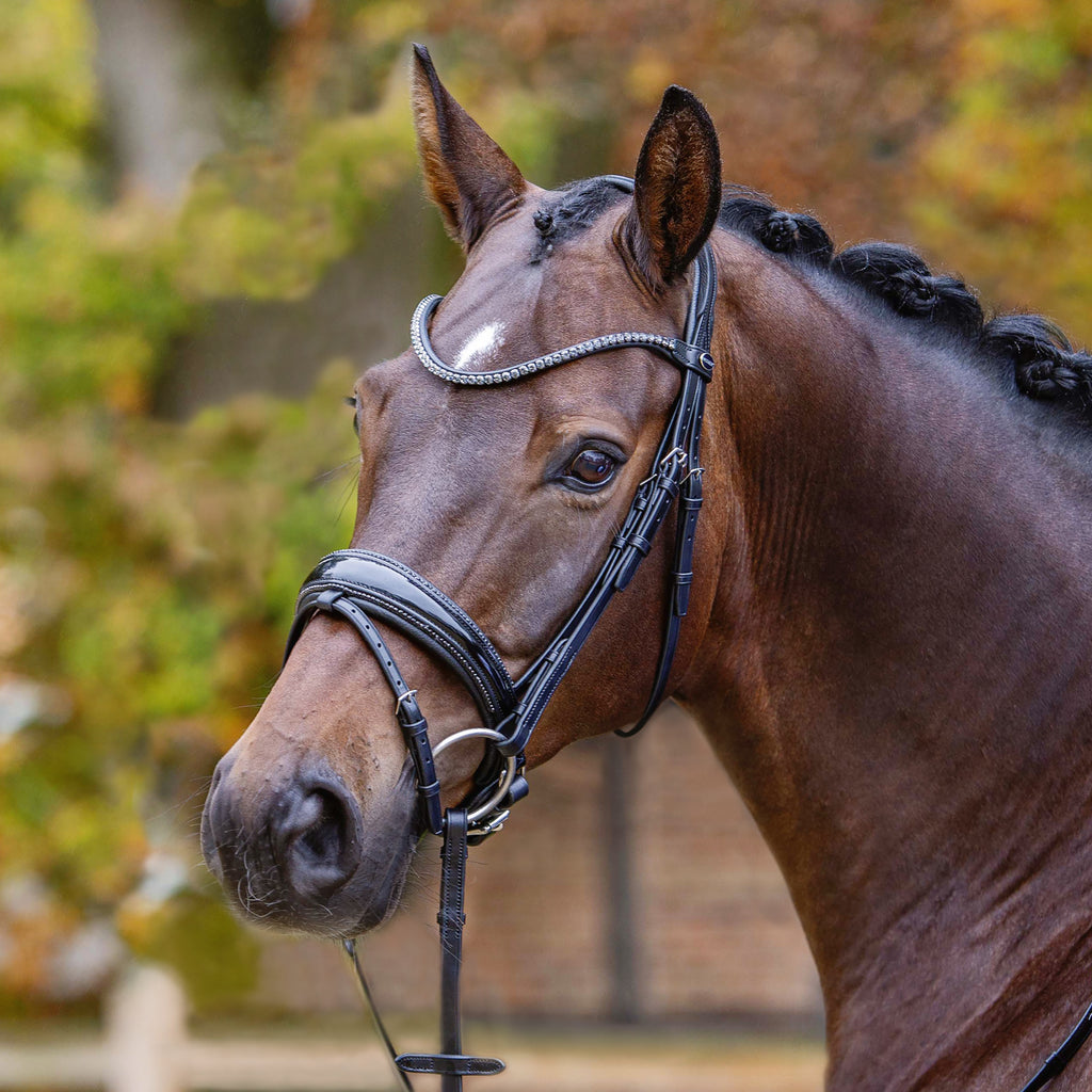 Passier Shadow Bridle